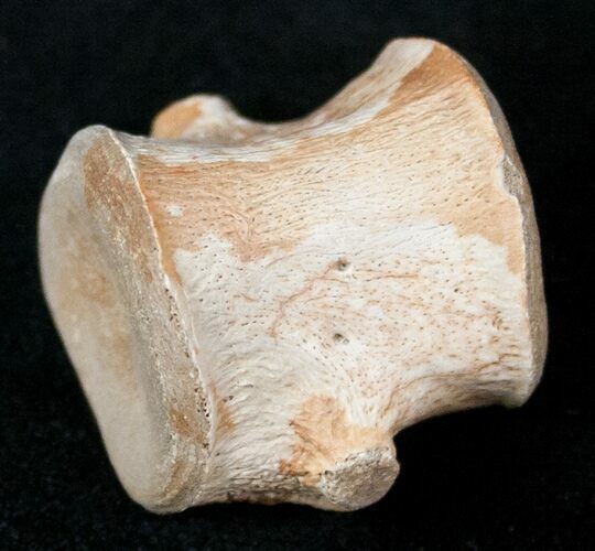 Champsosaurus Vertebrae (Cretaceous Reptile) #12700